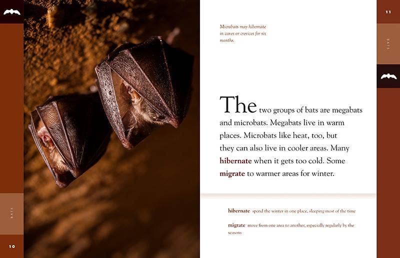 Amazing Animals: Bats